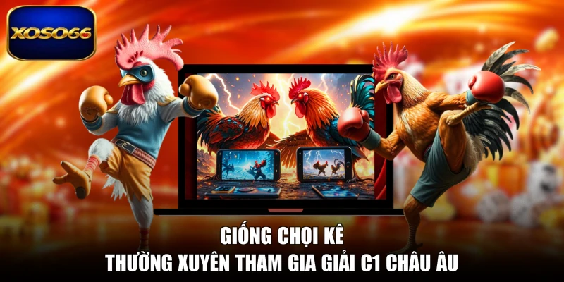 Giống chọi kê thường xuyên tham gia giải C1 châu Âu